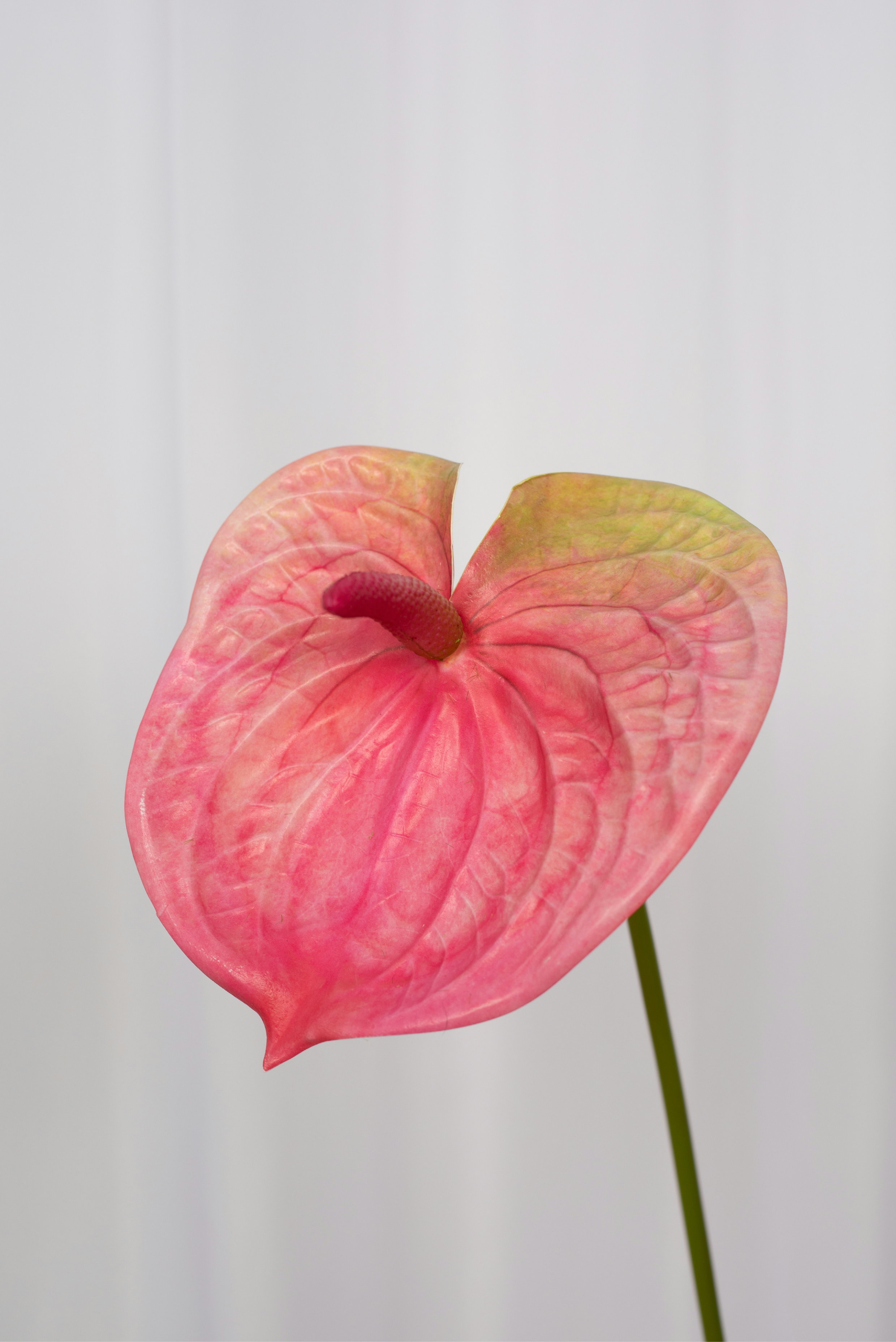 Kunstig Blomst - Rose Flamingoblomst