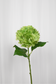 Kunstig Blomst - Grøn Hortensia