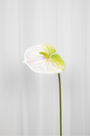 Kunstig Blomst - Hvid Flamingoblomst