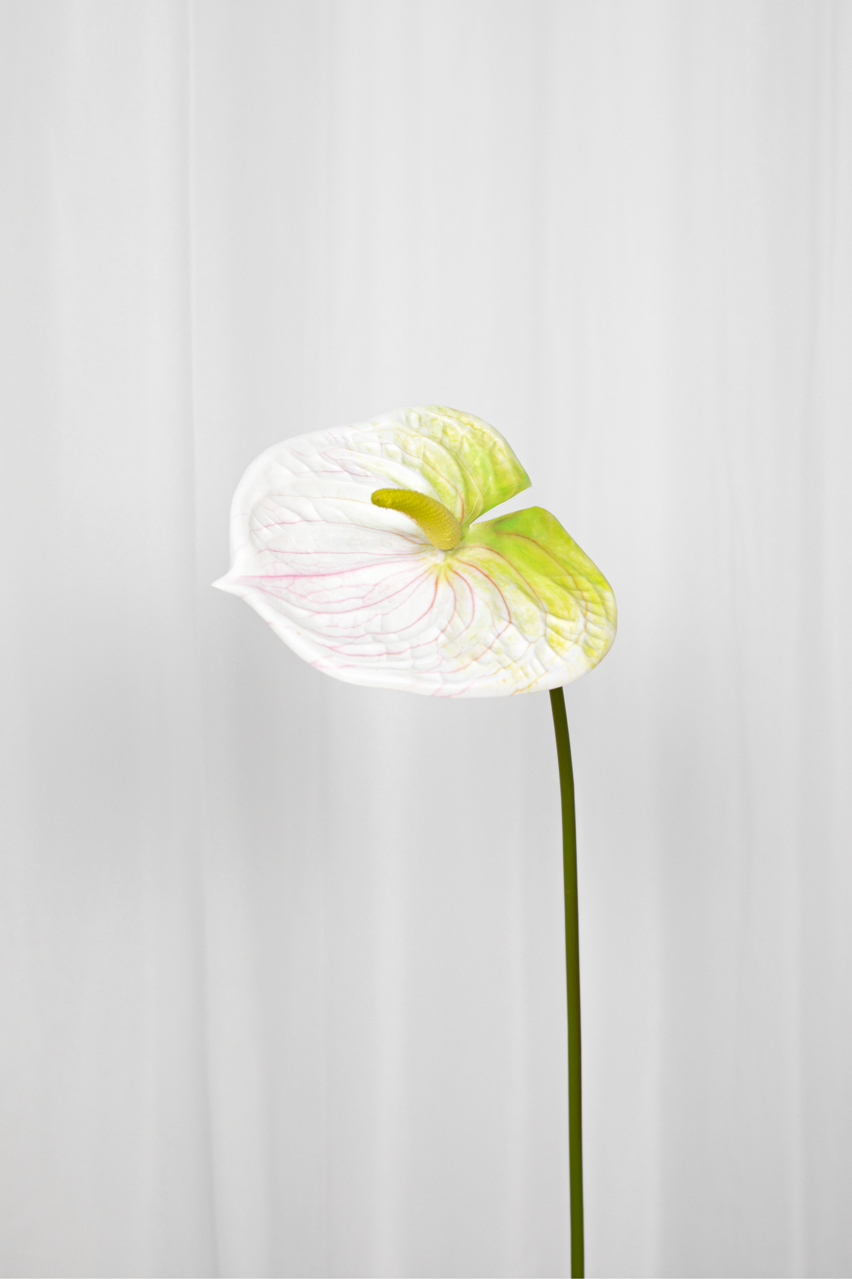 Kunstig Blomst - Hvid Flamingoblomst
