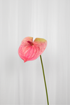 Kunstig Blomst - Rose Flamingoblomst